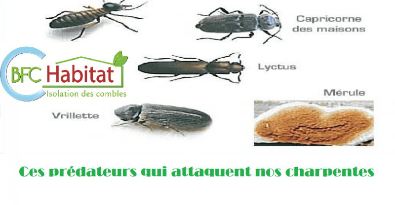 BFC Habitat vous propsoe un traitement des charpentes contres les insectes xylophages